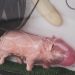 031_1 thumbnail